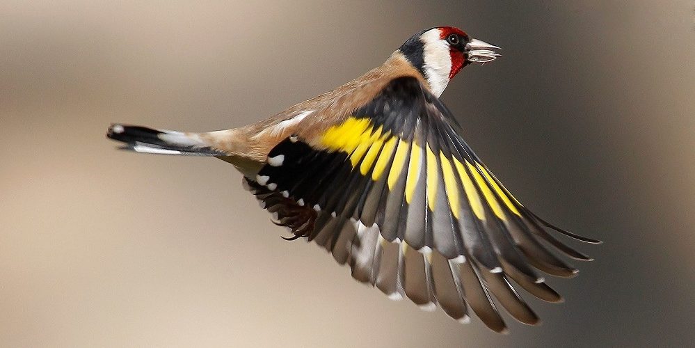Top 5 Bücher zur Bestimmung von Vögeln