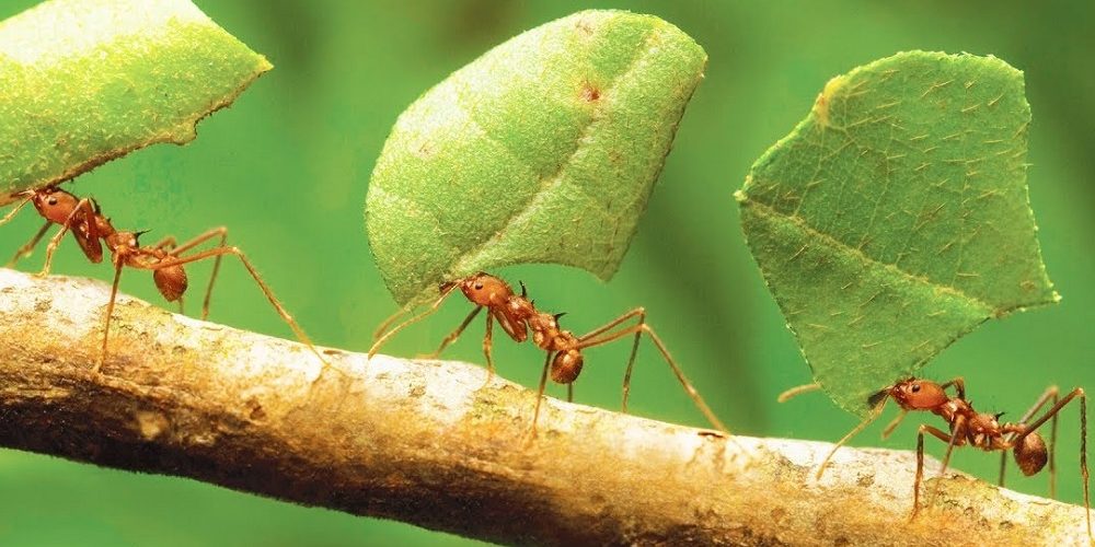 Top 5 Bücher über Ameisen