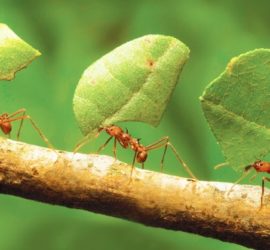 Top 5 Bücher über Ameisen