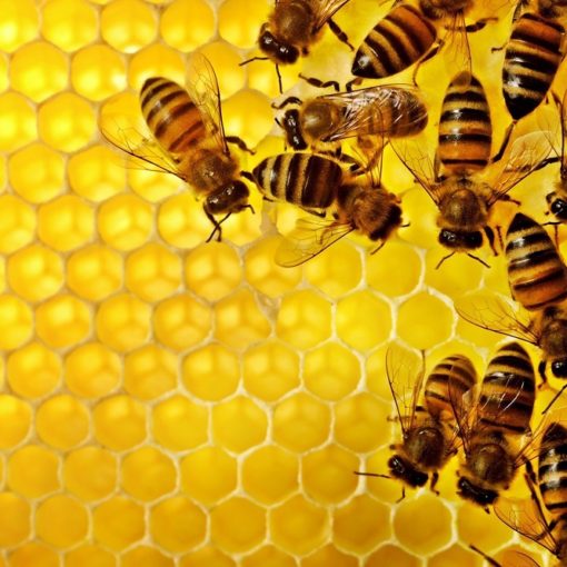 Top 5 Bücher über Bienen