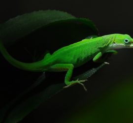 Top 5 Bücher über Geckos
