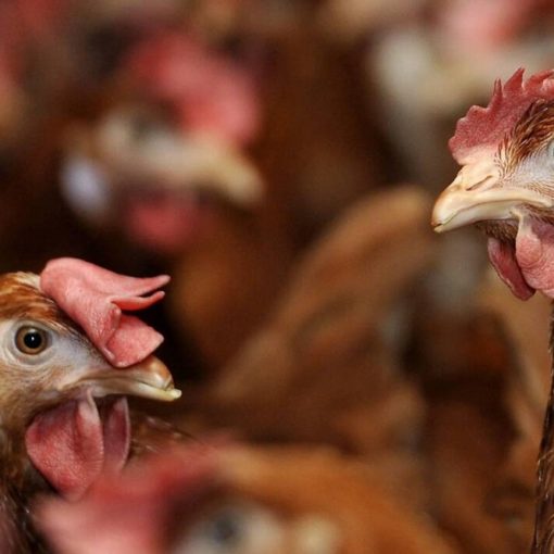 Top 5 Bücher über Hühnerhaltung