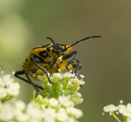 Top 5 Bücher über Insekten