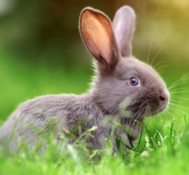 Top 5 Bücher über Kaninchen und Zwergkaninchen