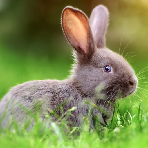 Top 5 Bücher über Kaninchen und Zwergkaninchen