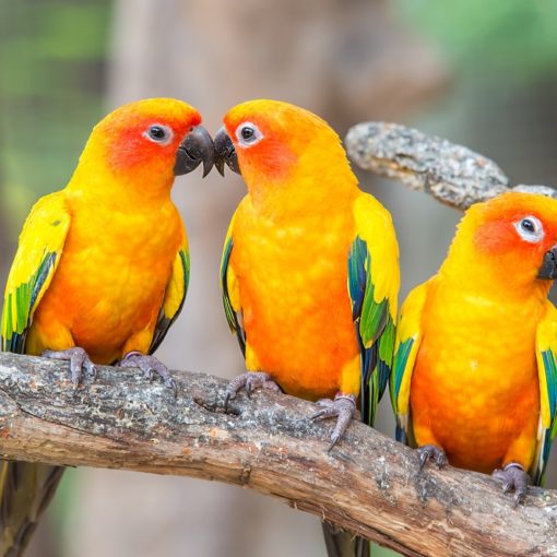 Top 5 Bücher über Papageien