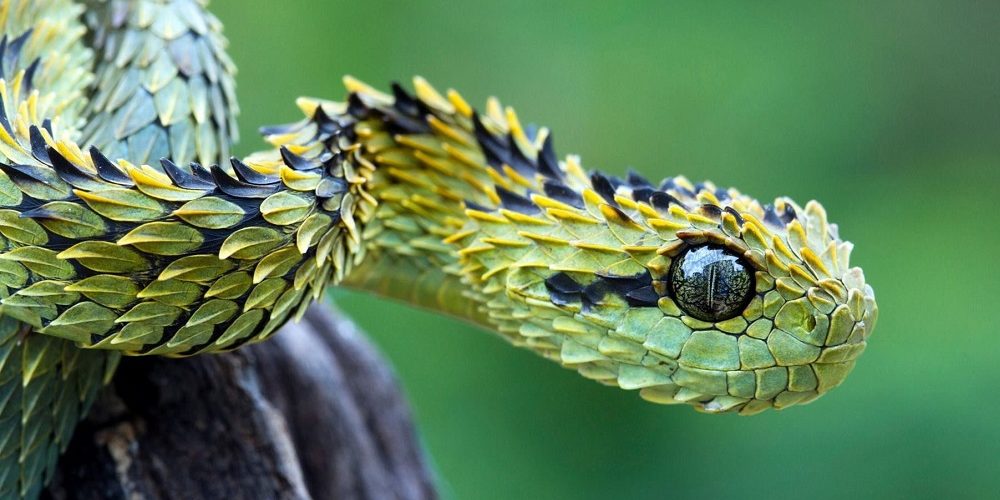 Top 5 Bücher über Schlangen