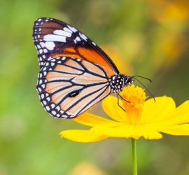 Top 5 Bücher über Schmetterlinge