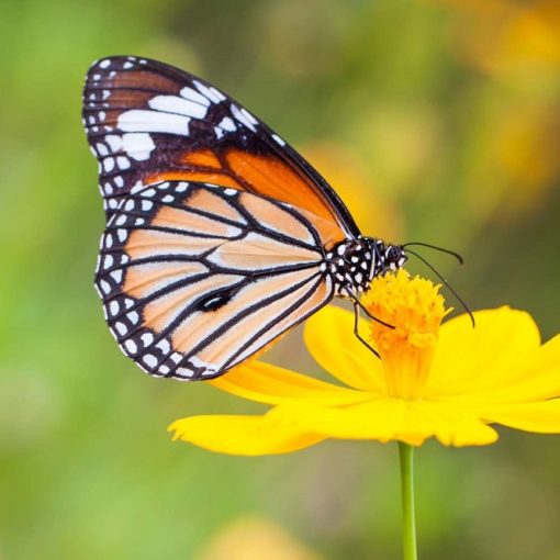 Top 5 Bücher über Schmetterlinge
