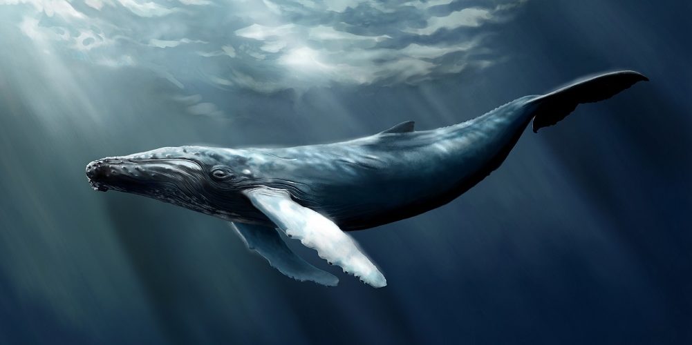 Top 5 Bücher über Wale und Delfine