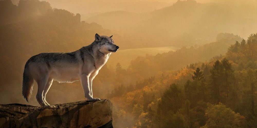 Top 5 Bücher über Wölfe