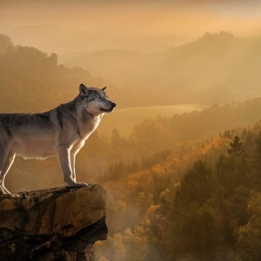 Top 5 Bücher über Wölfe